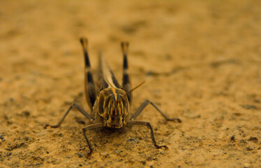A locust on the golden sands in the desert, photographed in the desert of Saudi Arabia, between sand and rocks