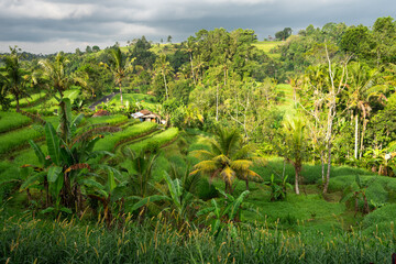 Rice paddy on hill in Bali island, Indonesia