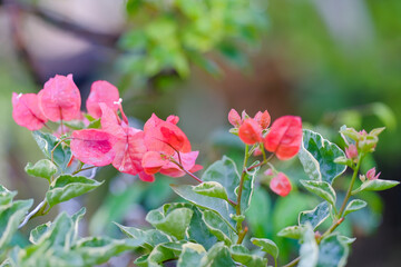 Close-up of bougainvilleas blooming outdoors.
