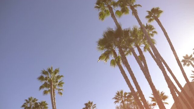 Palm trees in dolly shot in slow motion 180fps