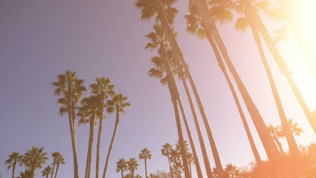 Palm trees in dolly shot in slow motion 180fps