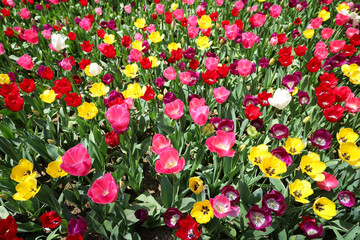 Colorful Tulip in Flower Garden