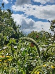 snail on the grass