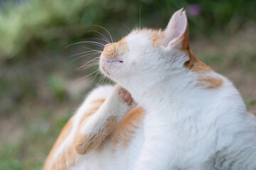 のんびり過ごす猫　茶白猫