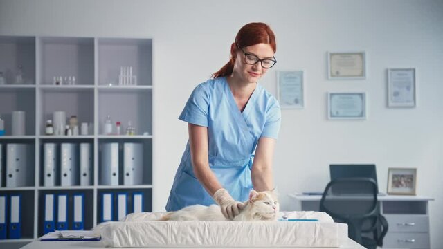 friendly female veterinarian stroking and calming domestic cat while examining an animal in medical office, smiling and looking at camera