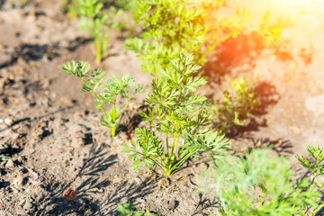 Growing carrots in a vegetable field in the open field. Carrot growing field. Agricultural industry.