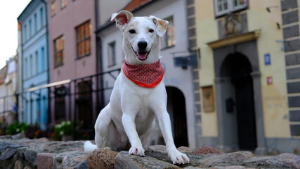 White mongrel dog in a colored neckerchief sits on houses in one of the streets of old Riga