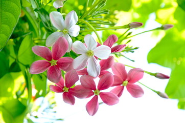 Bright and colorful Chinese honey Suckle flowers with green leaves.