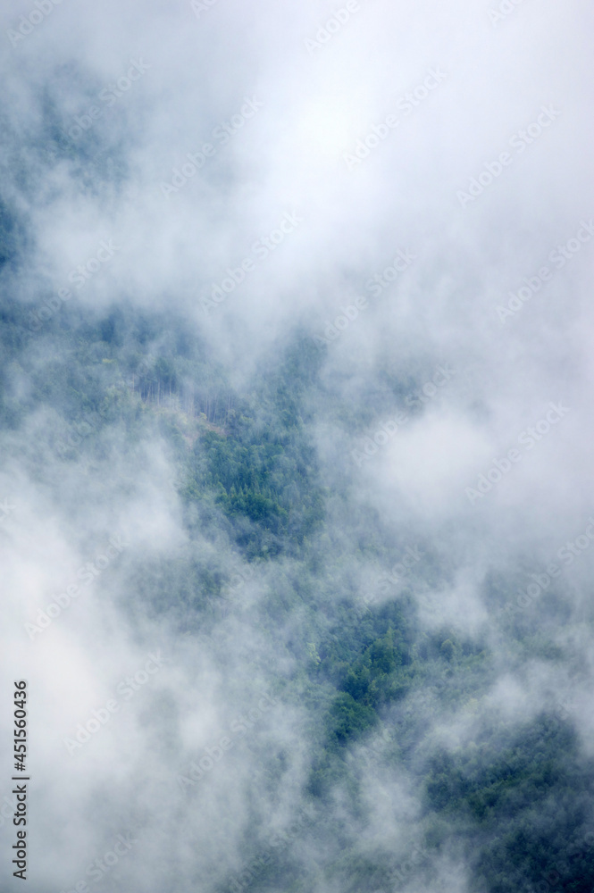Canvas Prints fog over the forest of the carpathian mountains in summer