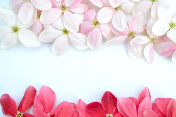Beautiful Rangoon Creeper flowers on white paper background. Space for text.