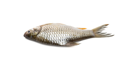 Fresh shiny olive silver barb fish close view on isolated white background