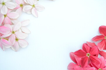 Beautiful Chinese honey Suckle flowers on white paper background. Space for text.
