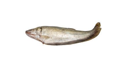Notopterus featherback fish close up on isolated white background