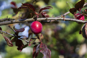 Purple plum tree branch with fruits and dark maroon leaves on blurry background