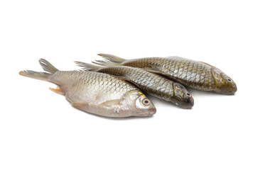 Three fresh raw silver barb fish in a row on isolated white background