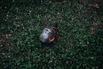 Closeup of a European herring gull on a grassy lawn at a park © Diana Samson/Wirestock