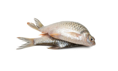 Two fresh silver barb fish close view on isolated white background