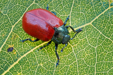 ein roter pappelblattkäfer sitzt auf einem pappelblatt, chrysomela populi