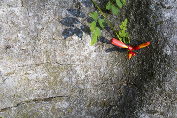 Grey stone background with small trumpet creeper vine with red yellow buds and green leaves