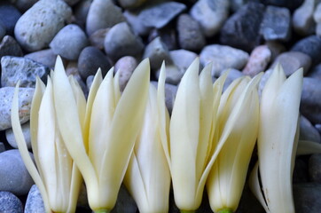 White Champaka isolated on the stone background
