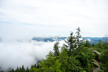 Fog over the forest of the Carpathian mountains in summer