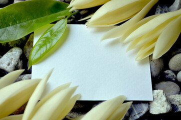 Frame of White Champaka with leaves on a stone background. Space for text.