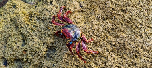 close up of crab