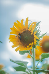 sunflower and bee