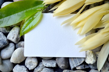 Frame of White Champaka with leaves on a stone background. Space for text.