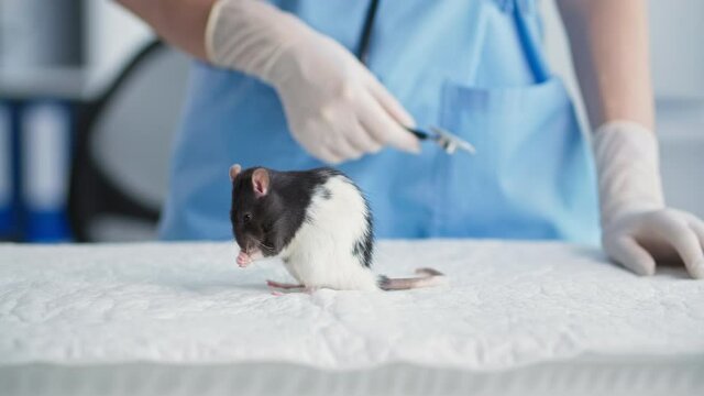 animals, little cute rat cleans its fur and paws while sitting on table background of veterinarian in medical office, close-up