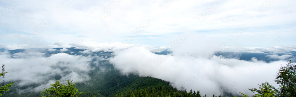 Canvas Prints fog over the forest of the carpathian mountains in summer