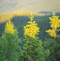 Christmas tree on a background of forest in the Carpathian mountains