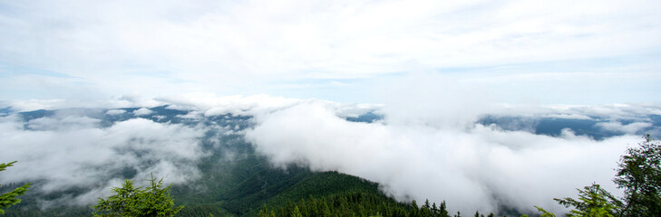 Fog over the forest of the Carpathian mountains in summer