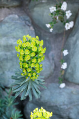 Vertical closeup shot of blooming mediterranean spurge flowers
