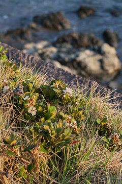 Vertical closeup shot of Rhaphiolepis umbellata plants on a seashore