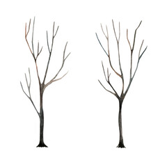 Fototapeta premium Watercolor hand drawing two trees without leaves. Fallen leaves. Halloween decor. Isolated over white background.