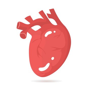 Human heart isolated on white background. Vector illustration. Doodle, cartoon style. Internal organs, visceral, anatomic, medical, myocardium, muscle, transplantation, surgery, science, Valentine day