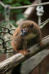 Portrait of wild brown lemur standing on tree branch