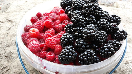 berries in a bucket