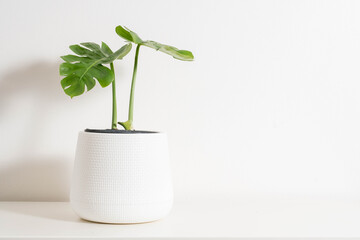 Monstera plant in pot isolated on white background