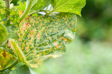 Melon garden leaves affected by downy mildew.Agriculture concept.