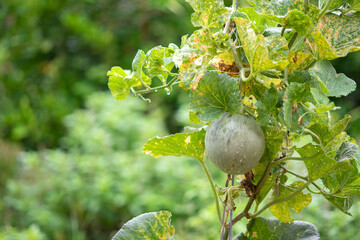 Melon garden leaves affected by downy mildew.Agriculture concept.