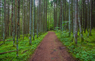 Fototapeta na wymiar Green forest with pathway in Gauja National park, Latvia