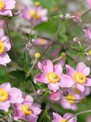 Blühende Herbst-Anemone, Anemone hupehensis
