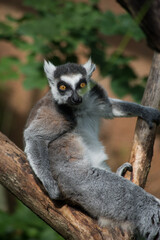 Portrait of wild maki catta lemur standing on tree branch