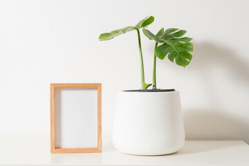 Monstera plant in pot and photo frame isolated on white background