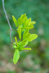 A young green tree branch in the garden.