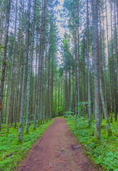 Green forest with pathway in Gauja National park, Latvia