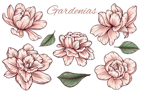 Elegant pinky gardenia flowers graphics, green leaves, sophisticated garden flowers, wedding botanica, summer flowers design elements