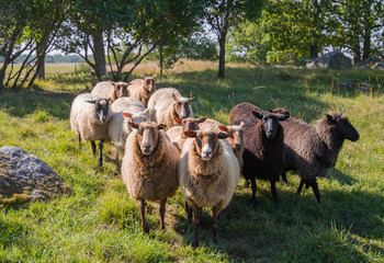 Furry sheep’s in a meadow in the district Ekerö in Stockholm a sunny day